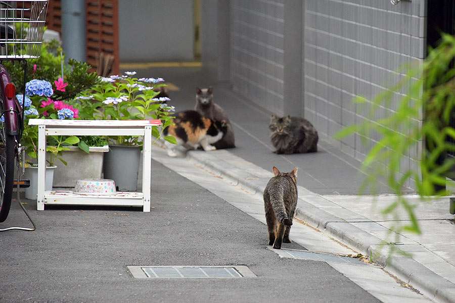 街のねこたち