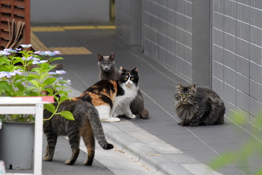 街のねこたち