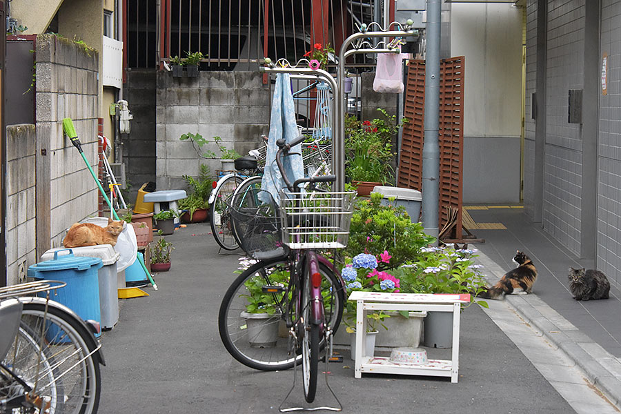 街のねこたち