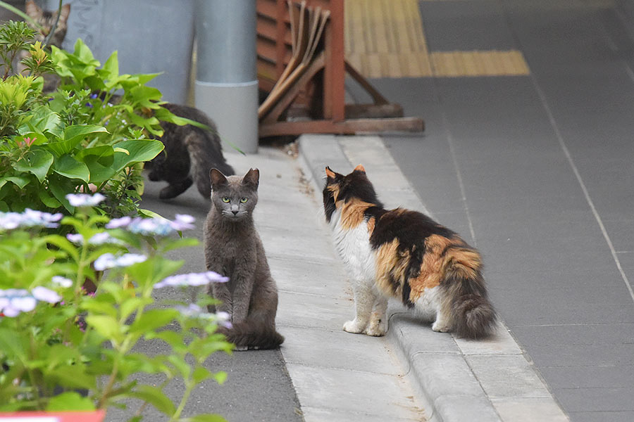 街のねこたち