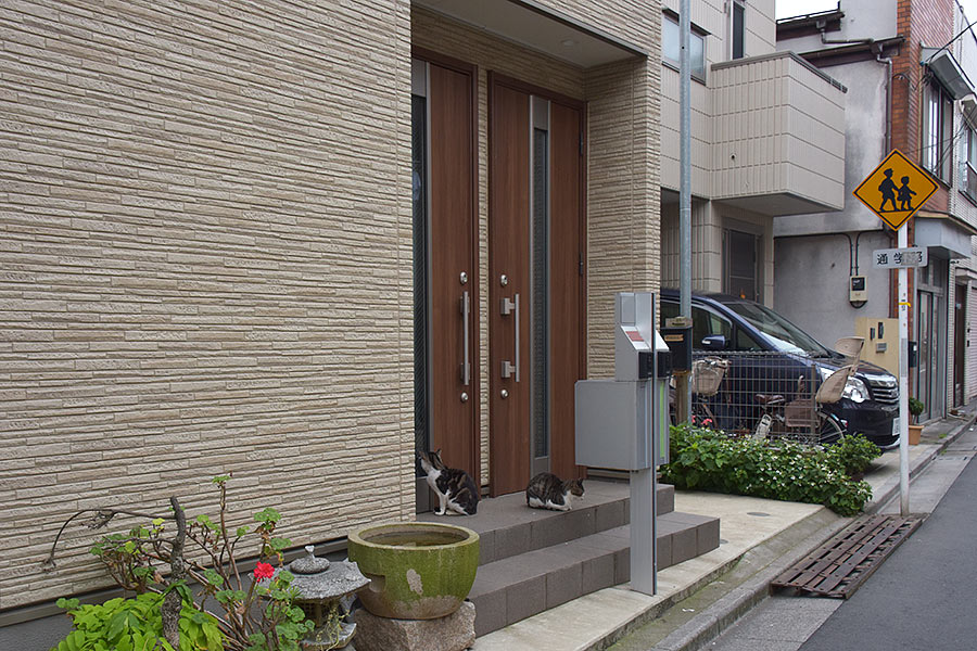 街のねこたち