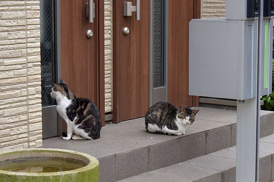街のねこたち