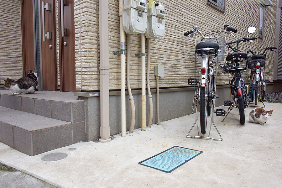 街のねこたち