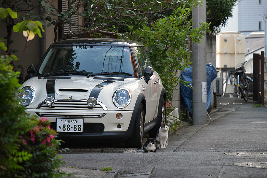 街のねこたち