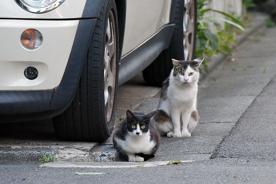 街のねこたち