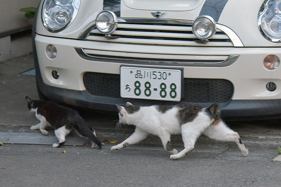 街のねこたち