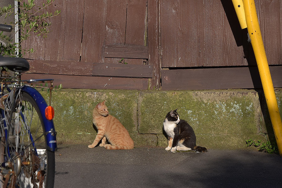 街のねこたち