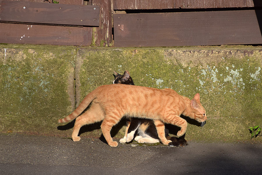 街のねこたち