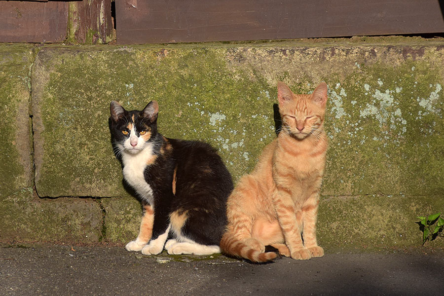 街のねこたち
