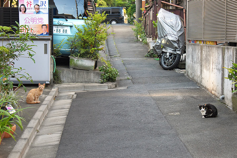 街のねこたち