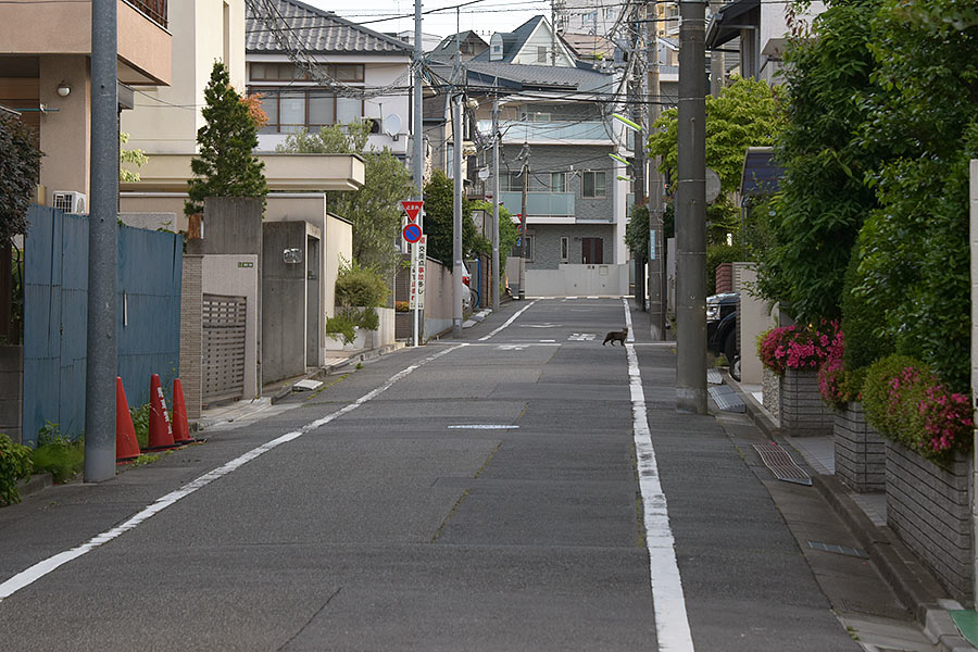 街のねこたち