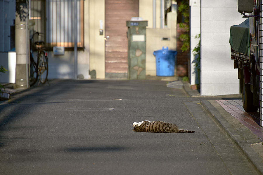 街のねこたち