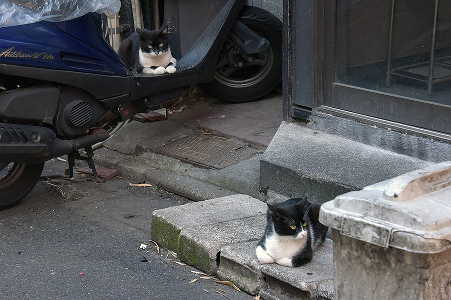 街のねこたち
