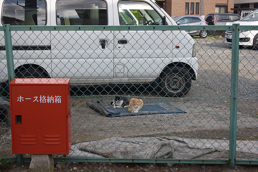 街のねこたち