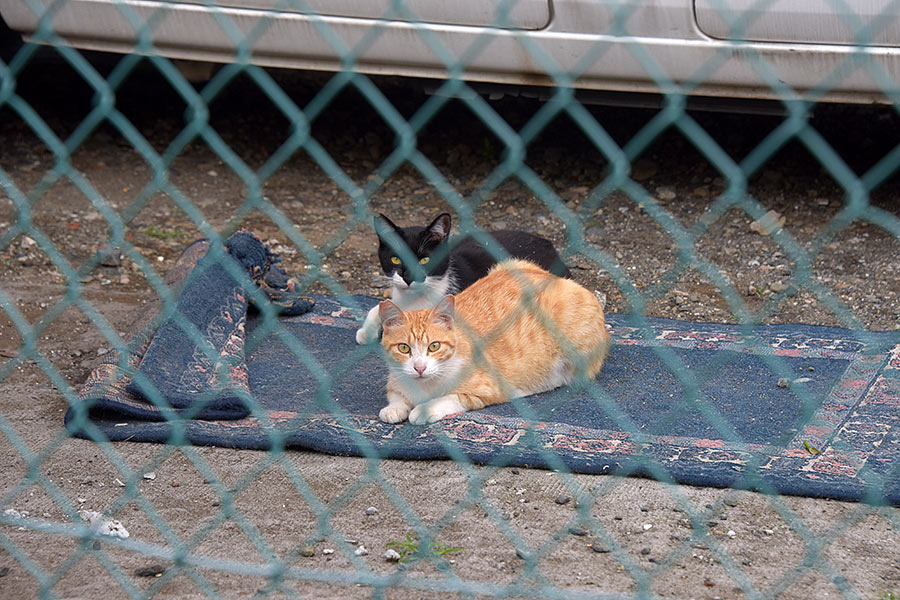街のねこたち