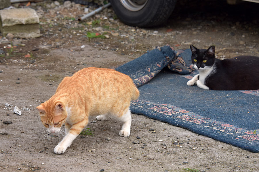 街のねこたち