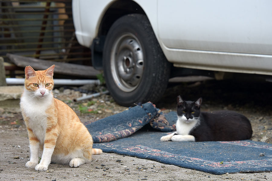 街のねこたち