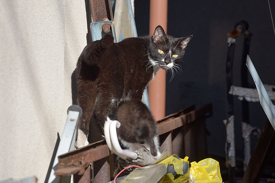 街のねこたち