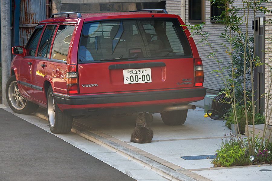 街のねこたち