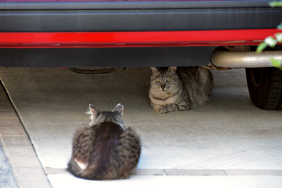 街のねこたち