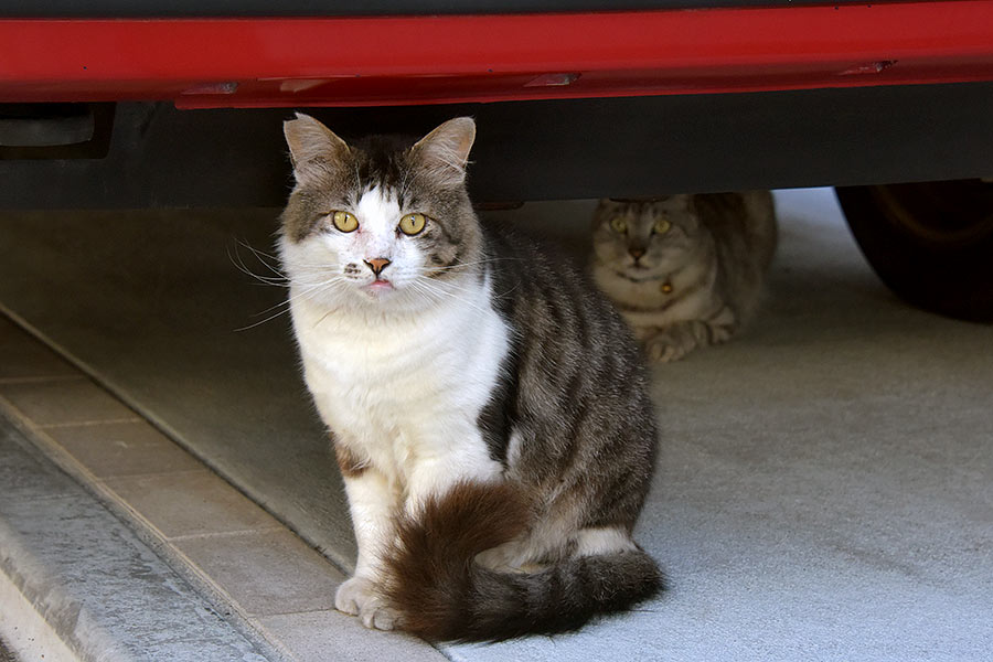 街のねこたち
