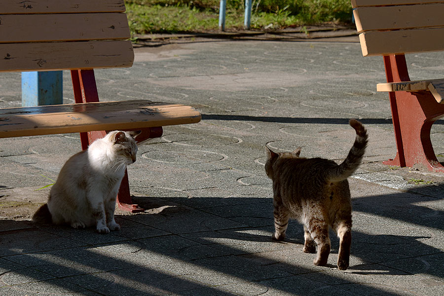 街のねこたち