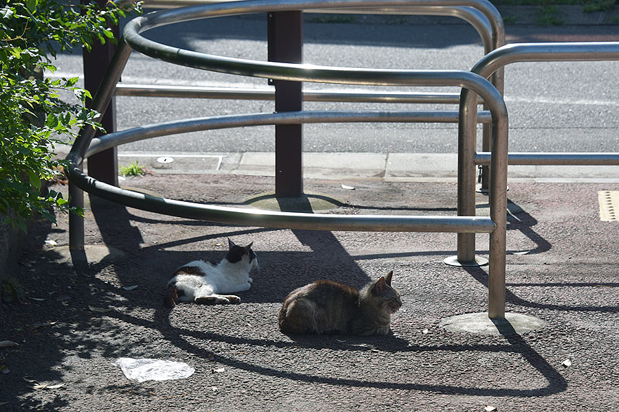 街のねこたち