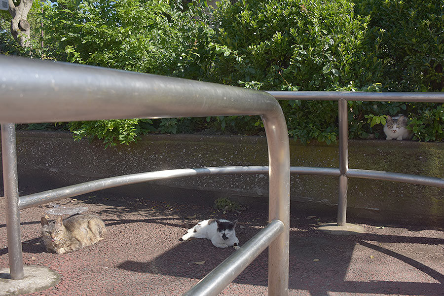 街のねこたち