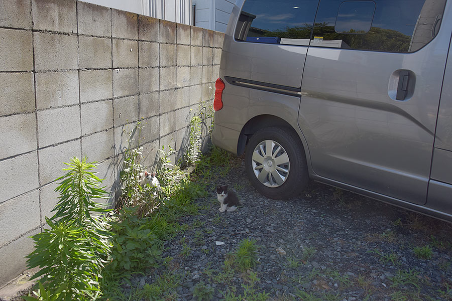 街のねこたち