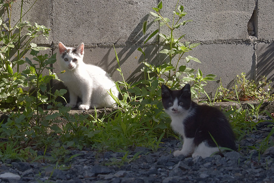 街のねこたち