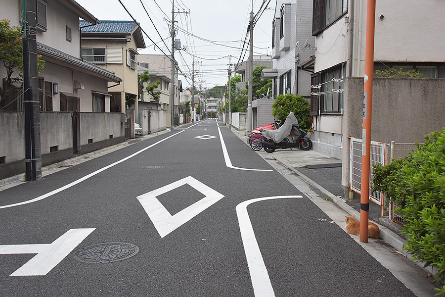 街のねこたち