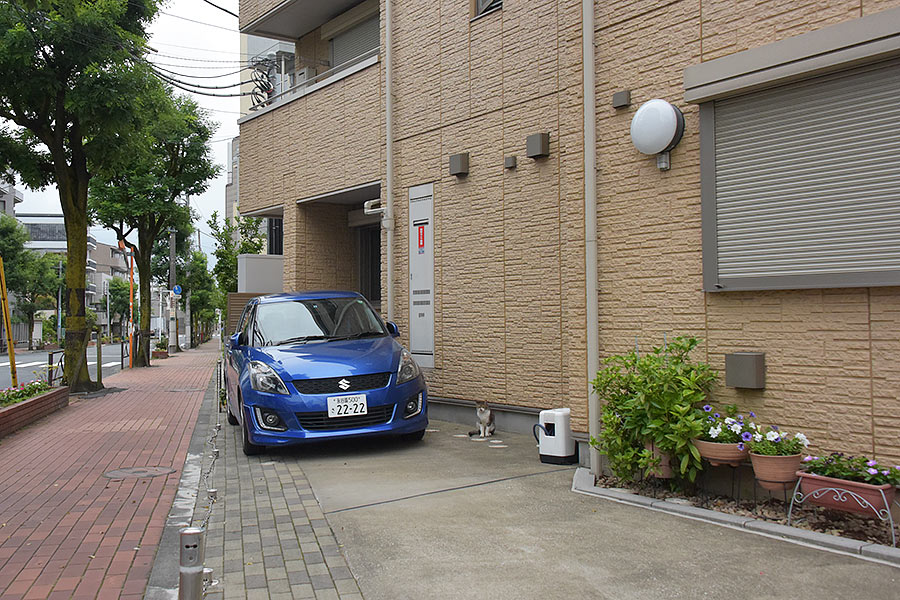街のねこたち