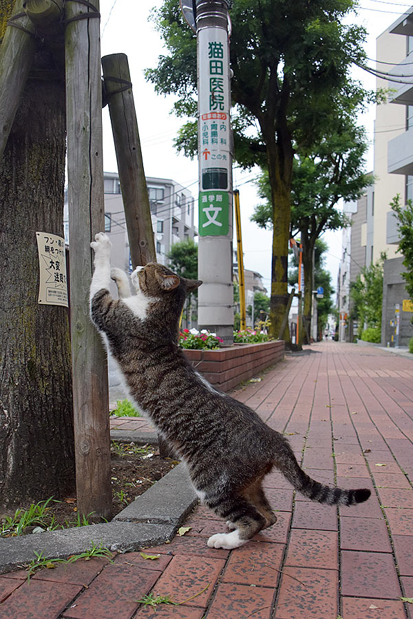 街のねこたち