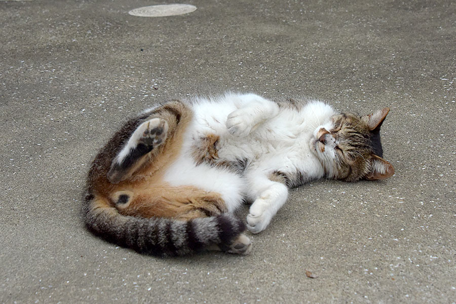 街のねこたち