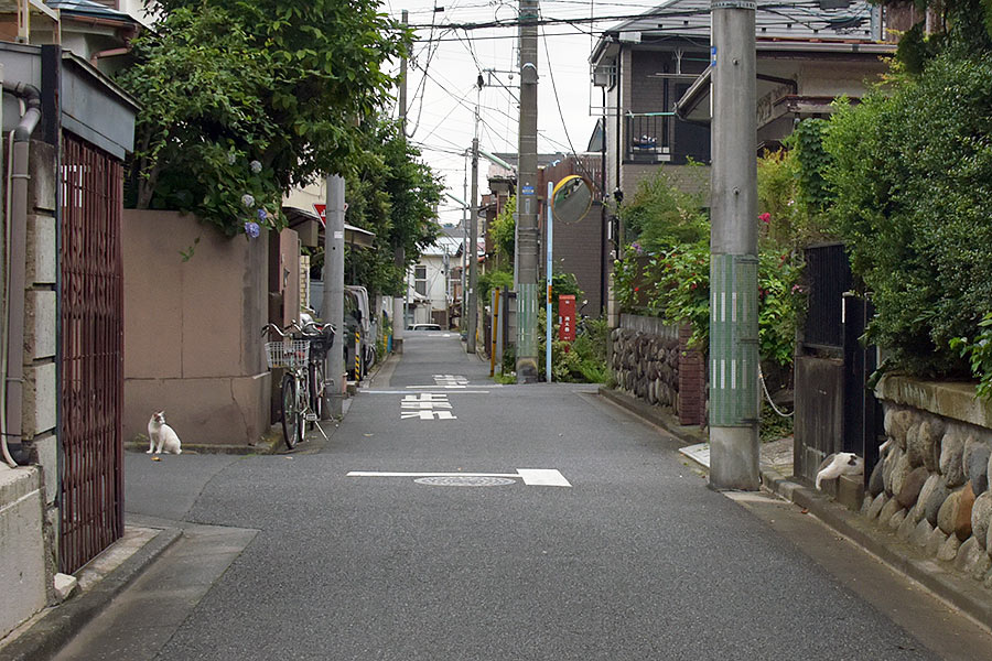 街のねこたち