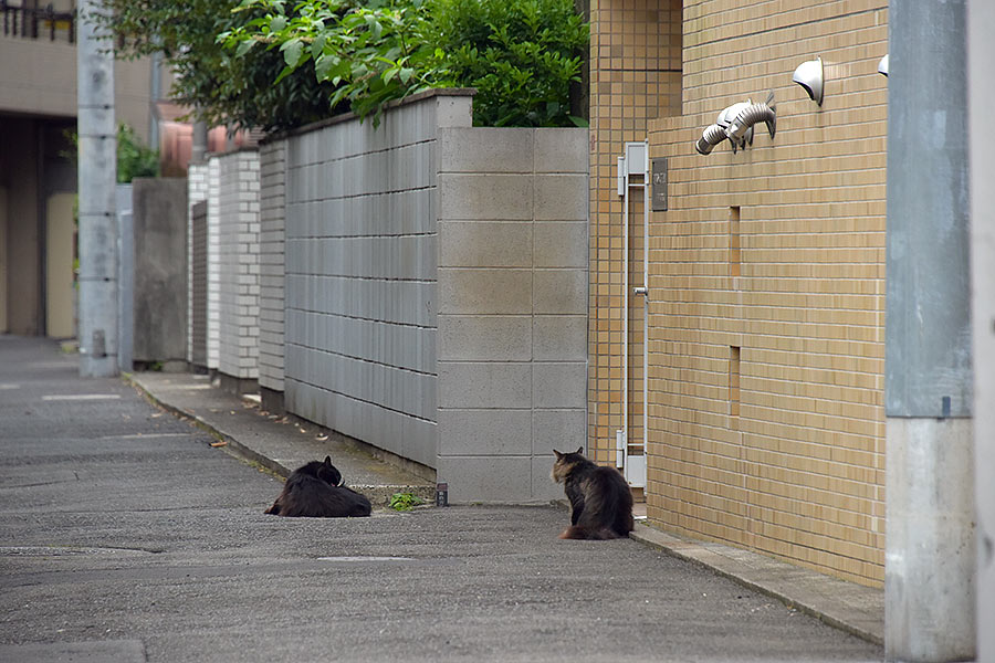 街のねこたち