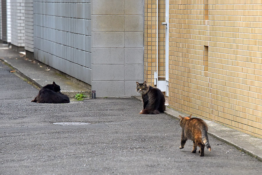 街のねこたち
