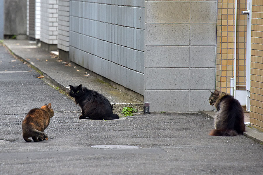 街のねこたち