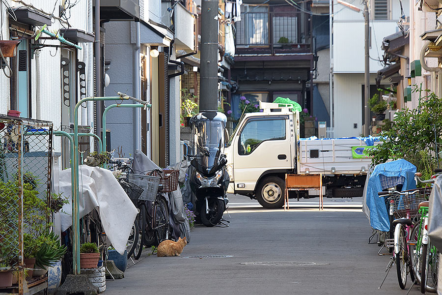 街のねこたち