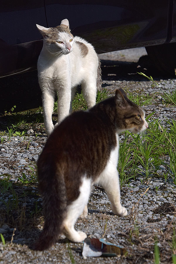 街のねこたち