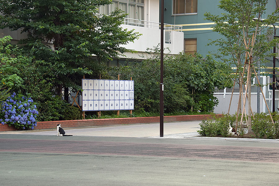 街のねこたち