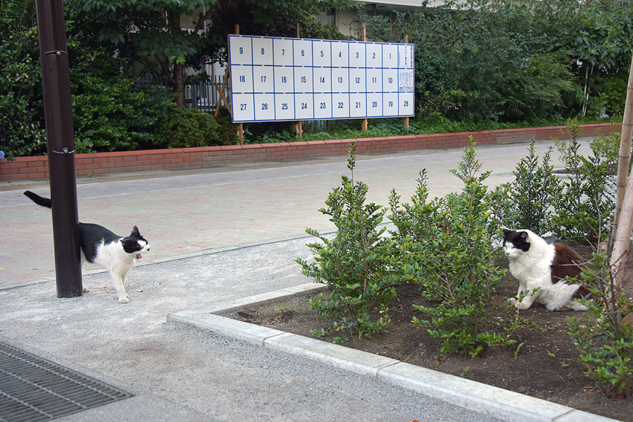 街のねこたち
