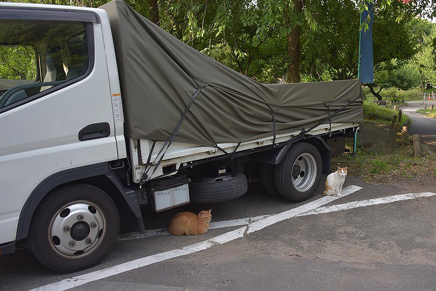 街のねこたち