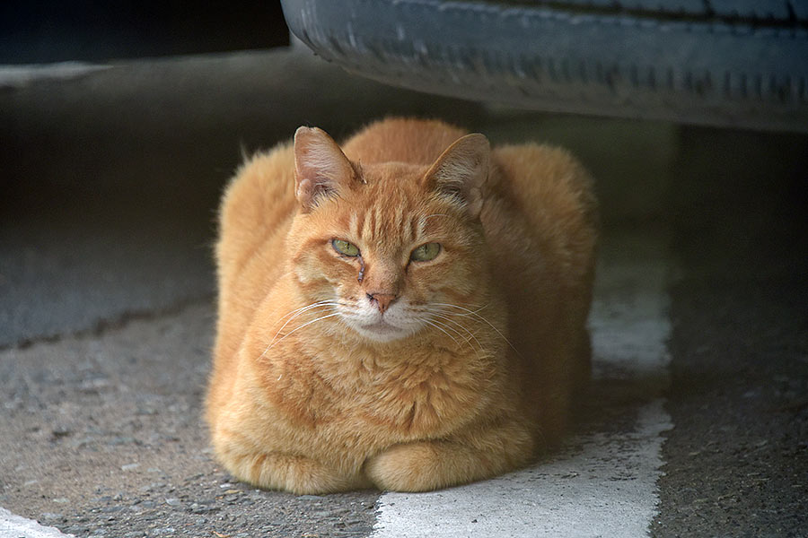 街のねこたち