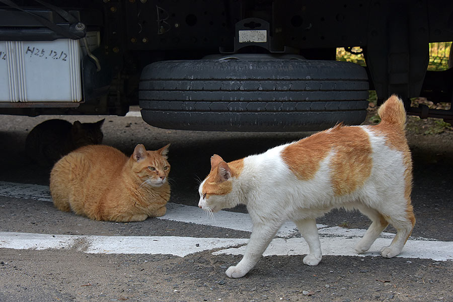 街のねこたち