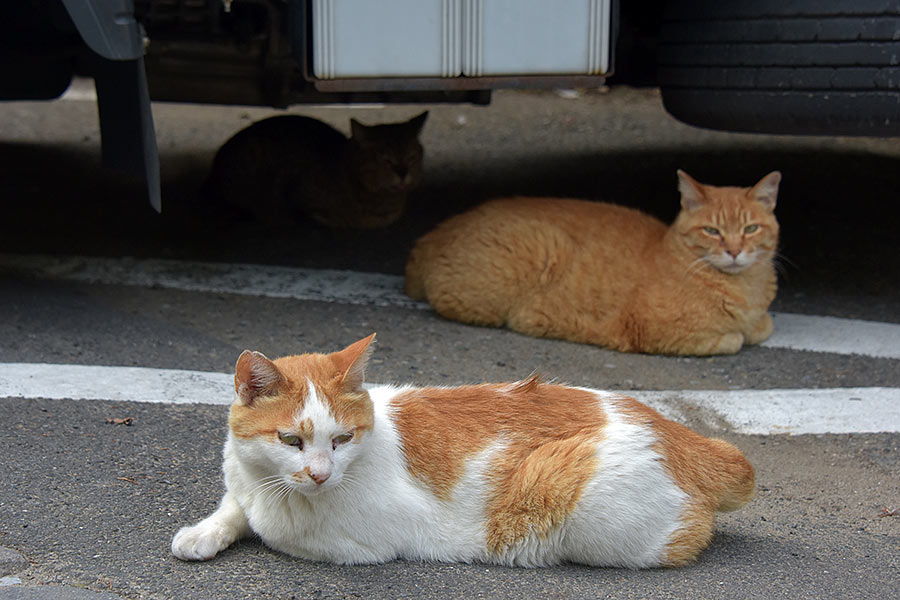 街のねこたち