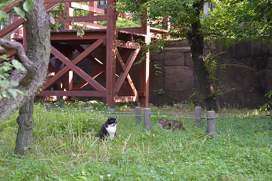 街のねこたち