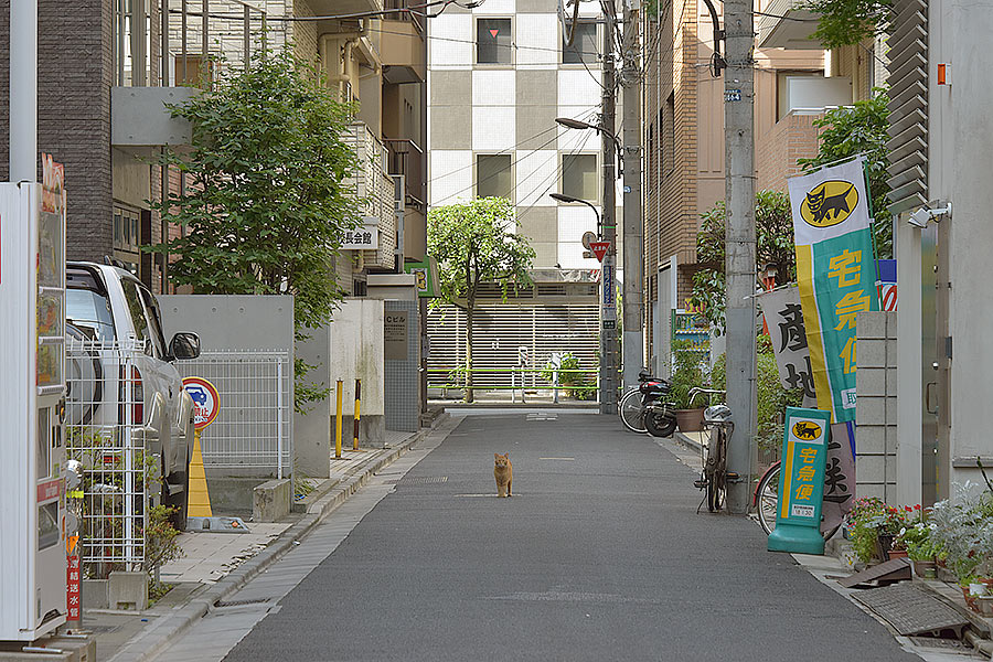 街のねこたち