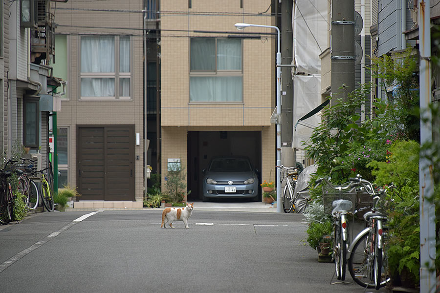 街のねこたち
