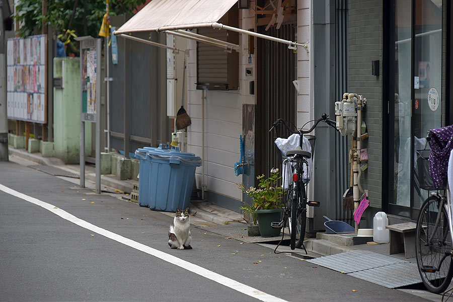 街のねこたち